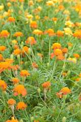 Tagetes
