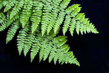 Ferns