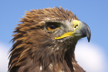 steppenadler