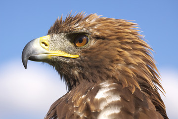 steppenadler