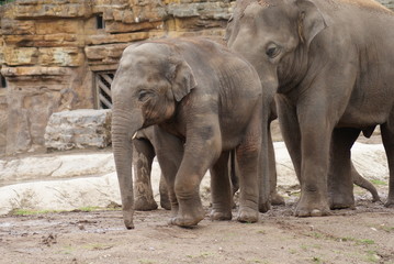 Fototapeta na wymiar Asian Elephants: Love