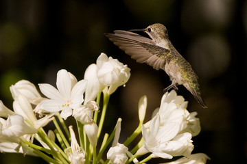 Eating Hummingbird