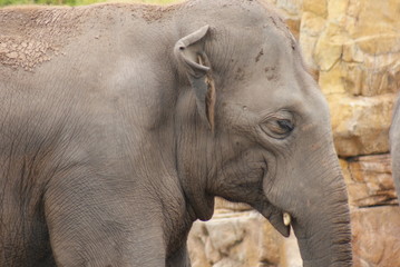 Asian Elephant