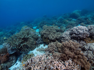 Fototapeta na wymiar Piasek i koral