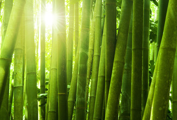 Foret de bambou.