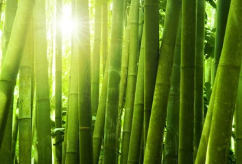 Fototapete Bambus Bambuswald.