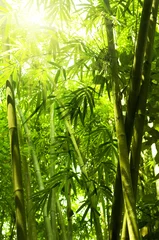 Deurstickers Bamboe Bamboo Bos.