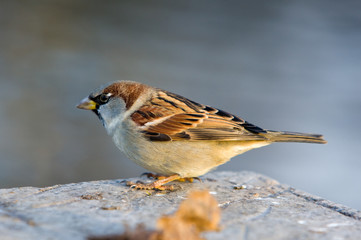 Sparrow in a profile