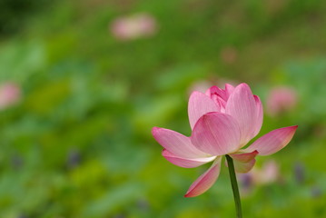 Fototapeta premium only one