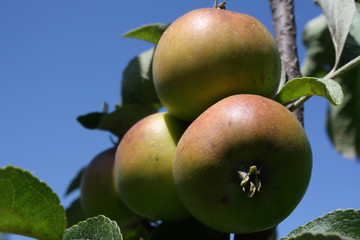 Three apples on a branch
