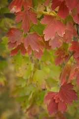 Autumnal background with yellow leaves