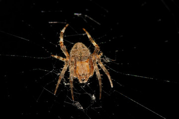 Isolated Brown Orb-Weaver Spider on Web, in a Defensive stance