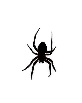 Silhouette of an Orb Weaver Spider Over White