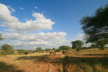Afrikanische Elephantenherde