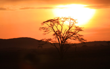Beautiful Serengeti
