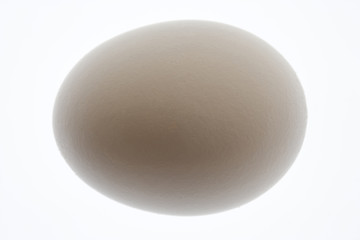 タマゴ