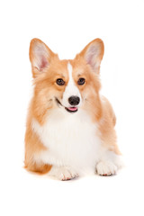 Brown and White Corgi