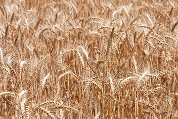 Wheat field