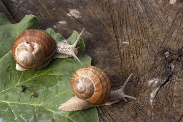 Snails at a walk © Tomas Skopal