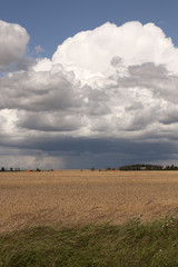 Field of wheat in storm
