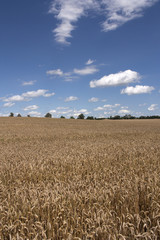 Field of wheat