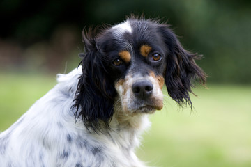 portrait d'un jeune setter anglais de face tête retournée -