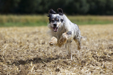 setter anglais galopant avec &eacute;nergie dans un champ