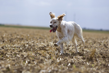 setter anglais blanc et orange courant oreilles au vent-champ