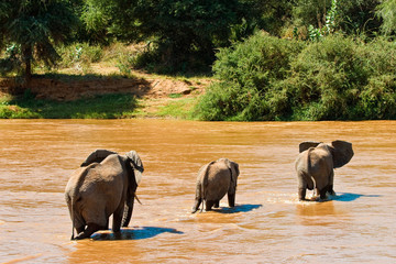 Elephant family crossing the river