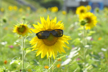 Eine sch&ouml;ne Wildblumen Wiese mit Sonnenblumen