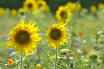 Eine schöne Wildblumen Wiese mit Sonnenblumen