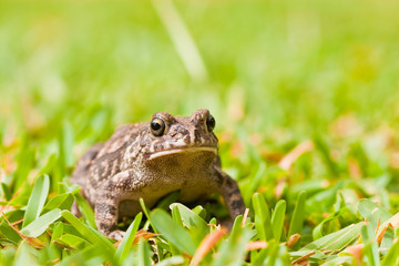 Striped frog sitting in the grass