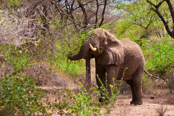 Fototapeta premium Elephant walking in the bush of africa