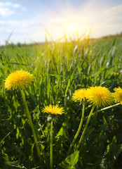 Yellow dandelions on a meadow and beams of the morning sun