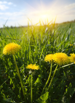 Fototapeta Yellow dandelions on a meadow and beams of the morning sun