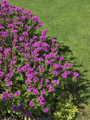 massif de fleurs sur pelouse