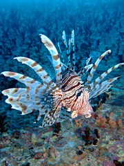 Lionfish