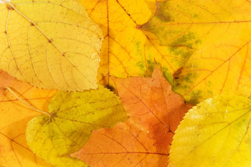 Naklejka na ściany i meble Yellow leaves with raindrops (as an autumn background)