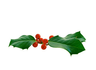 Sprig of holly leaves with red berries