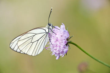 black veined butterfly