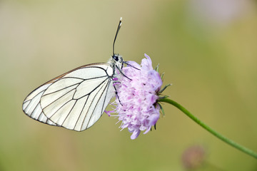 black veined butterfly