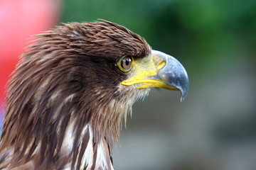 aquila di profilo