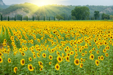 sunflower field landscape