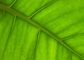 Palm leaf