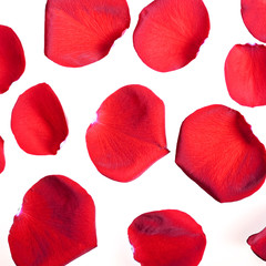 red rose petals on white