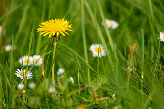 Wiese mit Sonnenblume