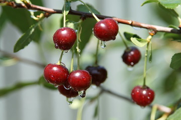 cherries