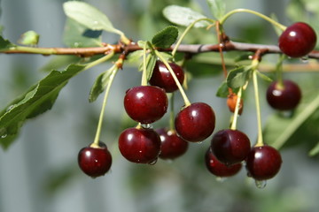cherry
