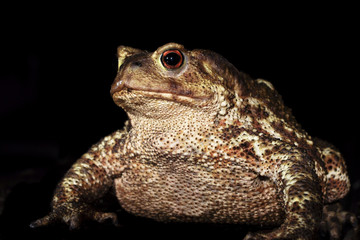 brown toad