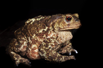 brown toad